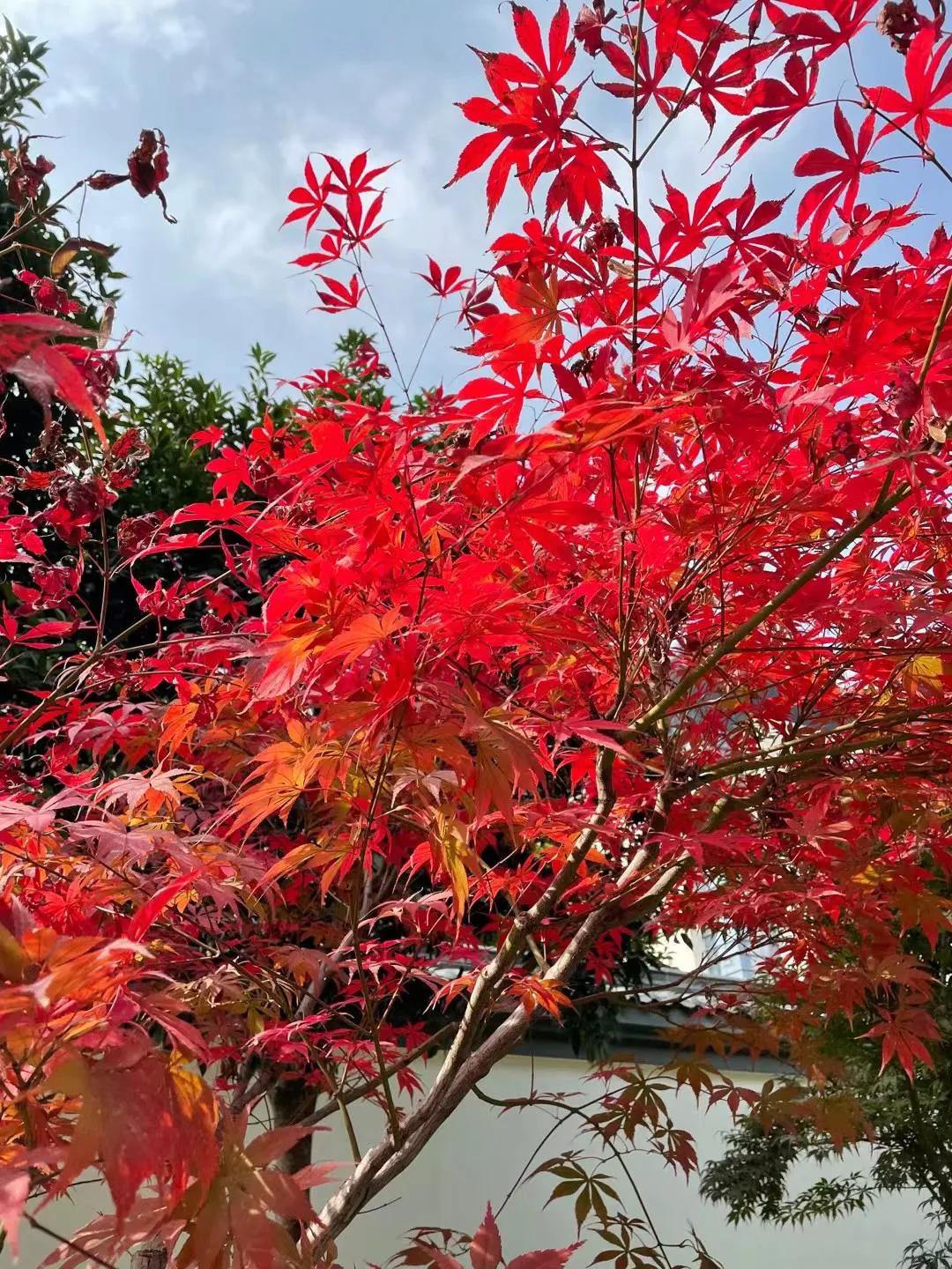 悟空问答:问答自媒体仅次于知乎的天花板,对新人很友好