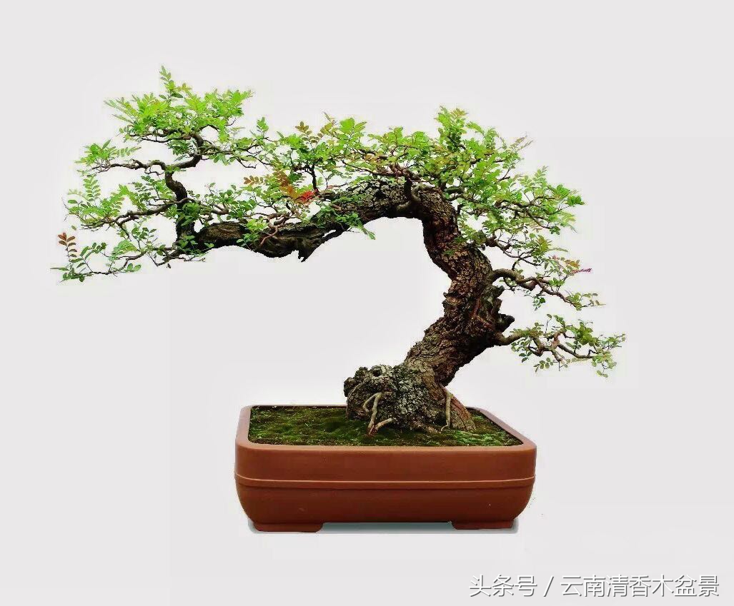 近年随着人们物质条件不断变好,有越来越多的喜欢上了盆景,在钢筋水泥