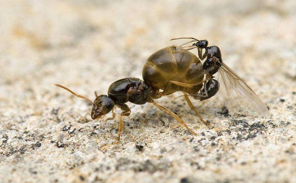 如何饲养【宠物蚂蚁】之蚁后篇