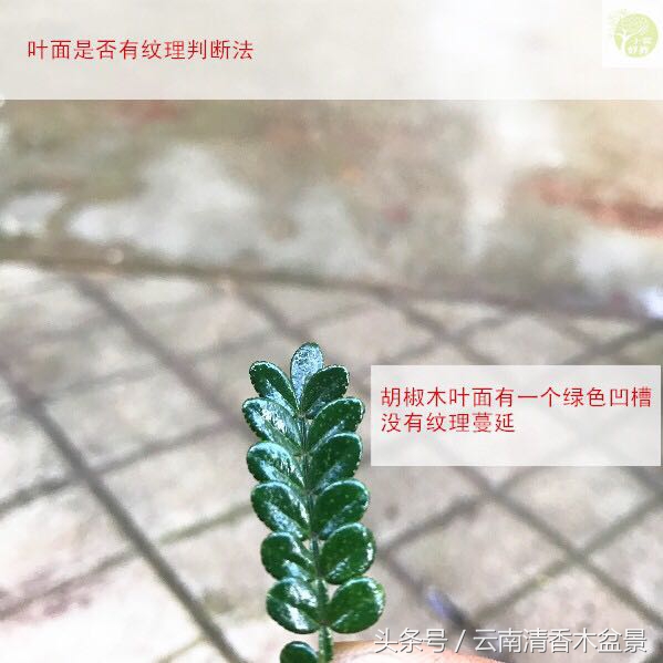 云南清香木：不要再被欺骗了，教你一招辨别清香木和胡椒木
