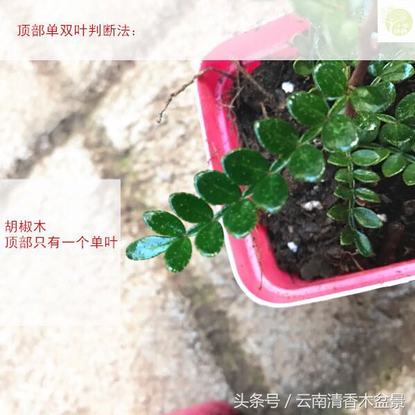 云南清香木：不要再被欺骗了，教你一招辨别清香木和胡椒木