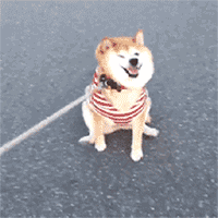 在武汉，三万一只的“戏精”柴犬过着怎样的生活？