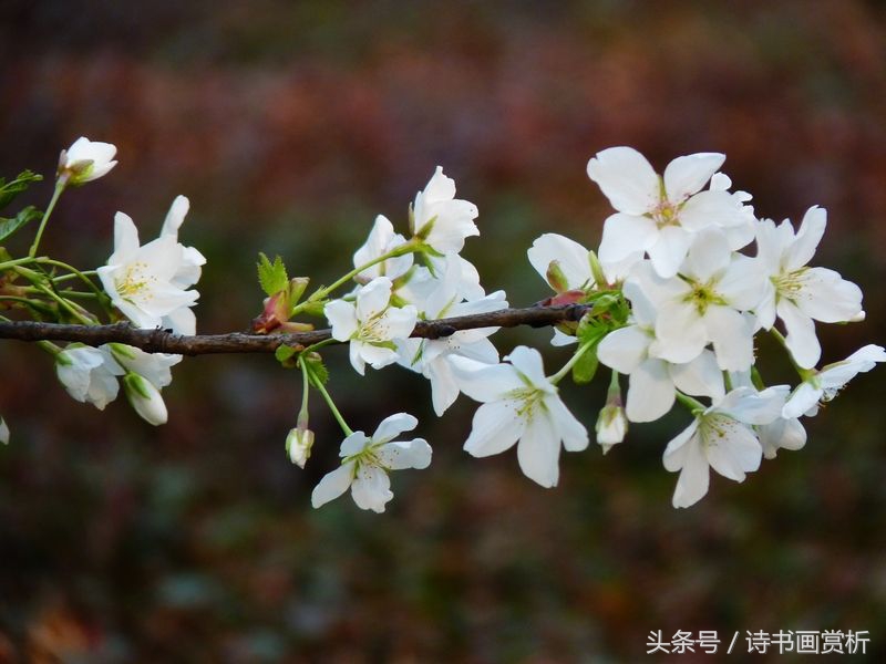 一树梨花一溪月，三月梨花开 送你十首盛开在古诗词里的梨花……