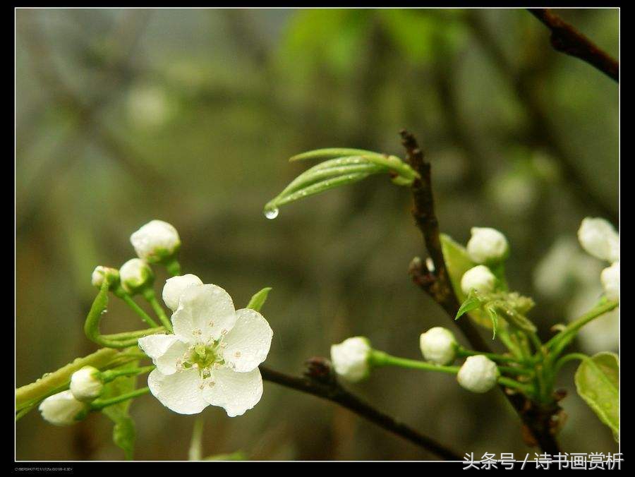 一树梨花一溪月，三月梨花开 送你十首盛开在古诗词里的梨花……