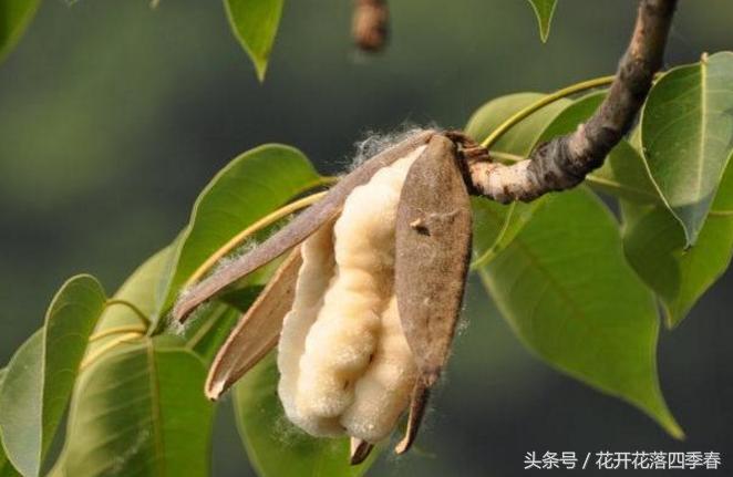 这种“棉花树”，果实内藏有棉絮，被誉为“植物软黄金”