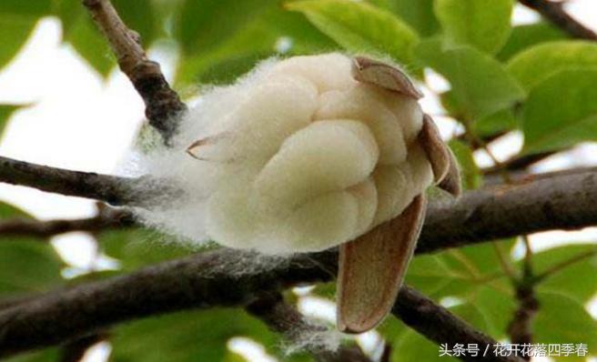 这种“棉花树”，果实内藏有棉絮，被誉为“植物软黄金”
