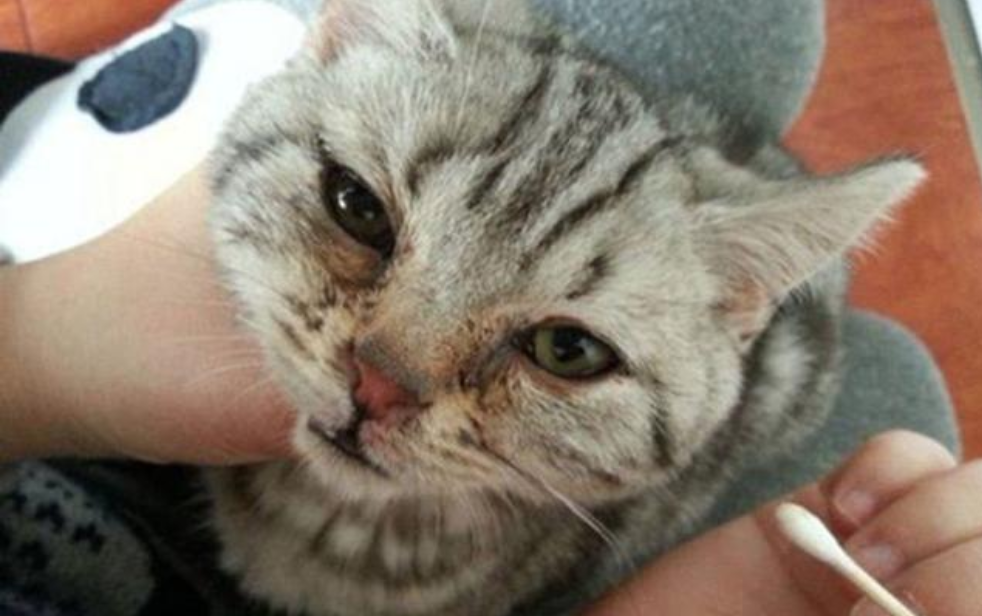 猫咪流泪原因大揭秘：是病了还是正常现象？