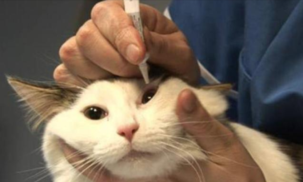 「科普篇」家里的猫咪流眼泪，不要着急，试试这几种解决办法！