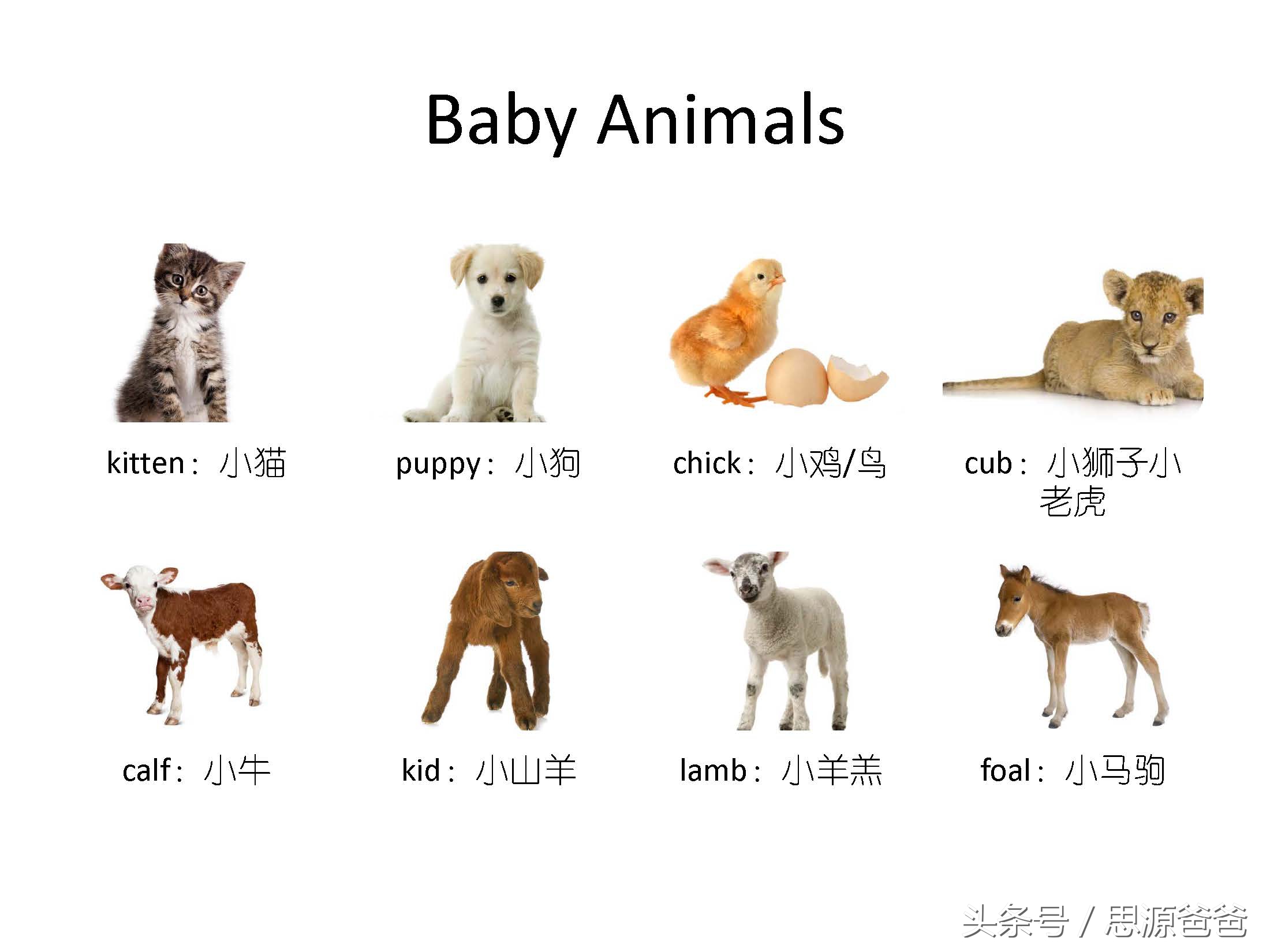 你知道不？小狮子不是baby lion，而是cub