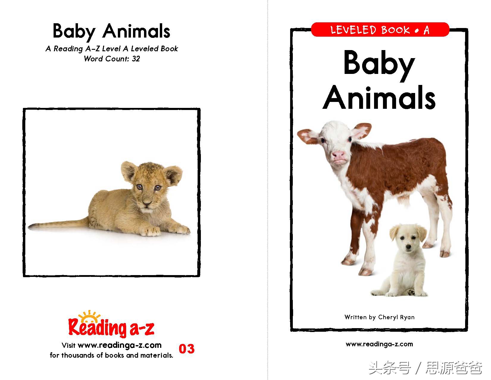 你知道不？小狮子不是baby lion，而是cub