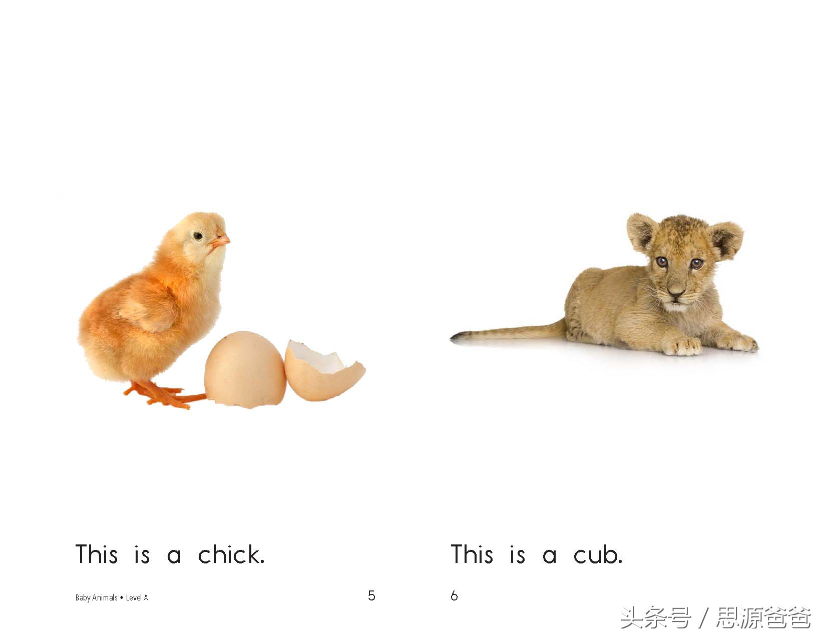 你知道不？小狮子不是baby lion，而是cub