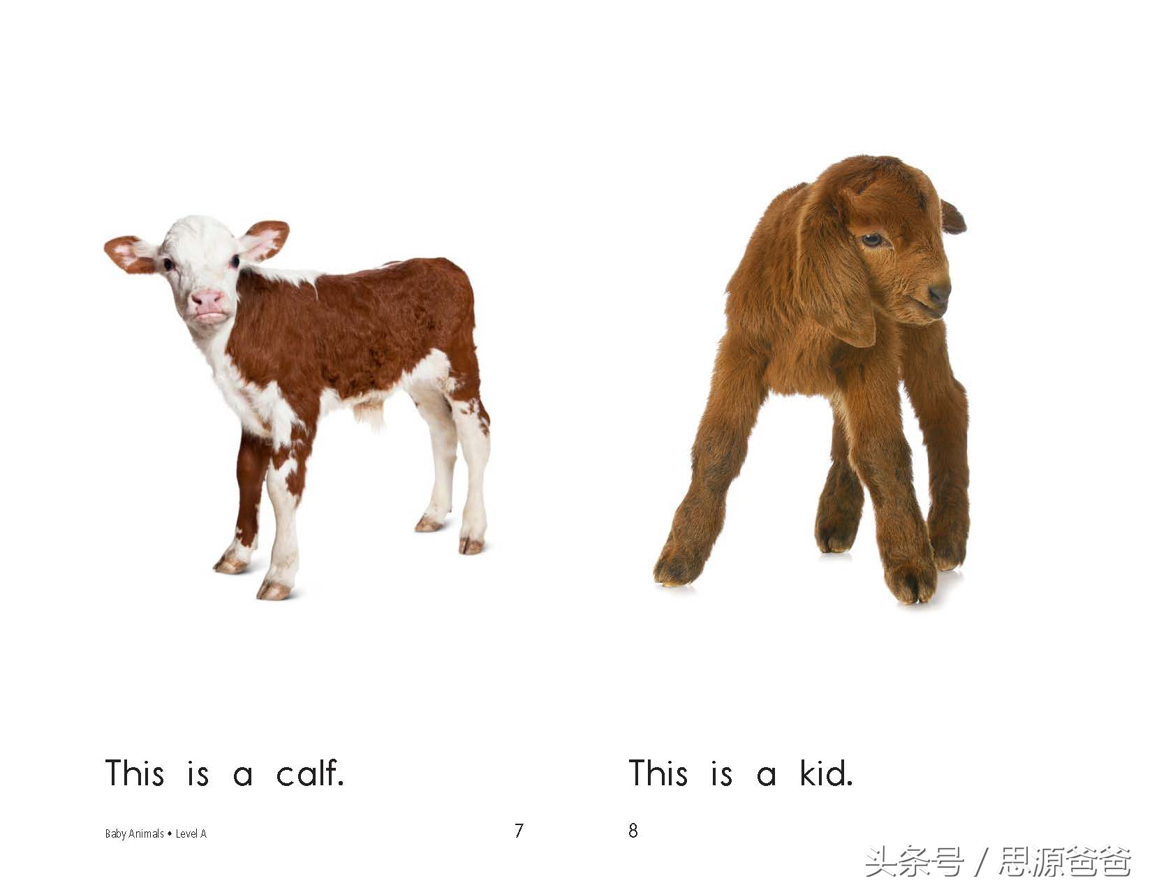 你知道不？小狮子不是baby lion，而是cub