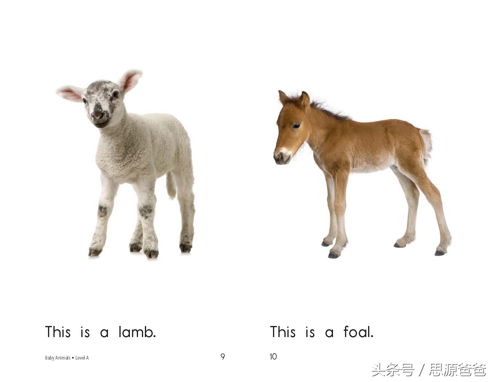 你知道不？小狮子不是baby lion，而是cub