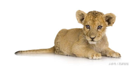 你知道不？小狮子不是baby lion，而是cub