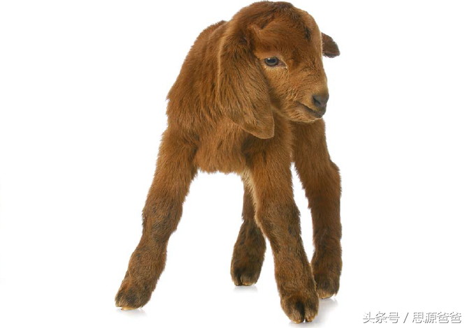 你知道不？小狮子不是baby lion，而是cub