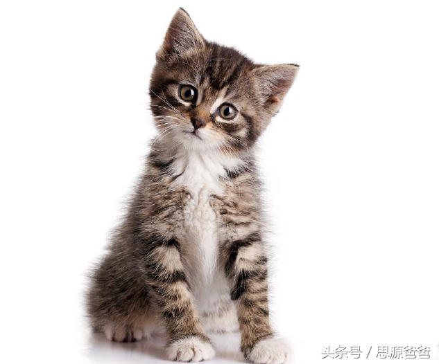 你知道不？小狮子不是baby lion，而是cub
