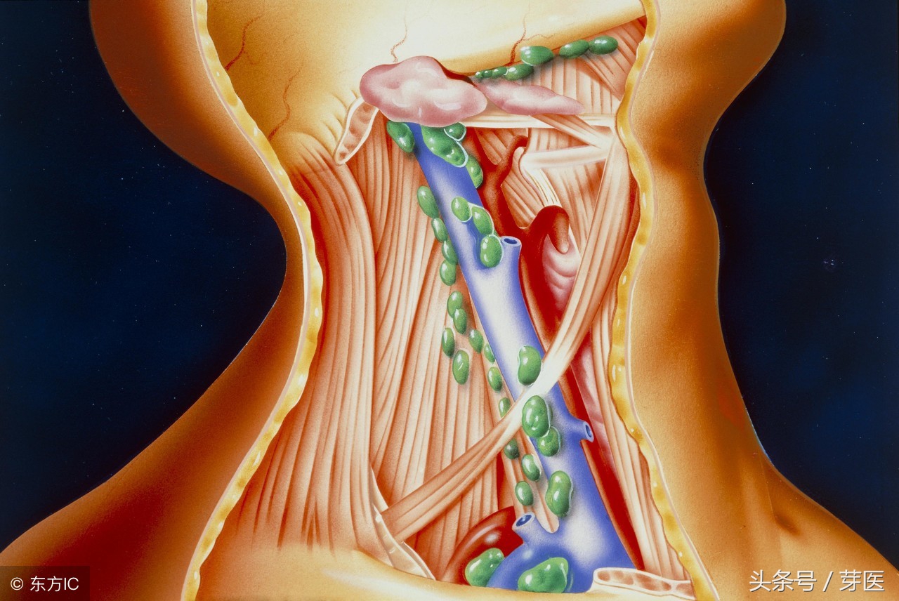 一张图看清身体主要淋巴结都在哪?这个系统很重要但常常被无视