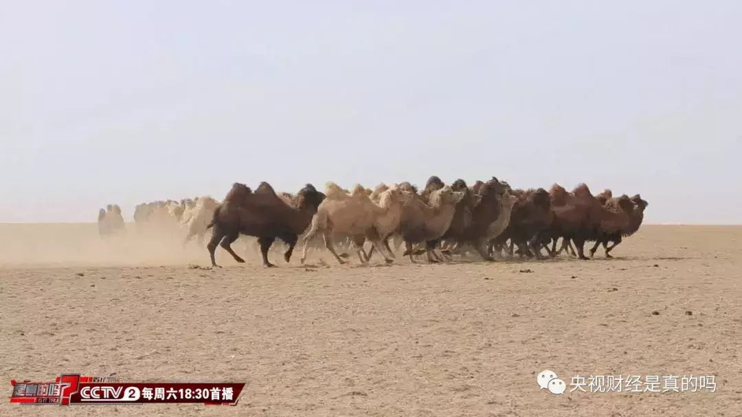骆驼竟是在胃中储水!驼峰是能量储存库!