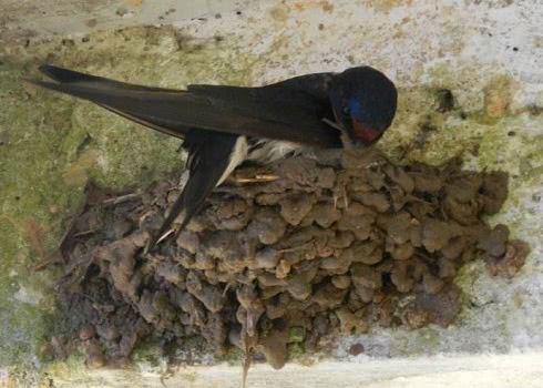 古时将燕子称作紫燕,在你家筑巢说明你家要紫气东来了,有吉祥兴旺的