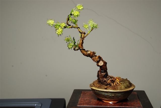 桑葚还能做盆景?姿态优美,简单好养!