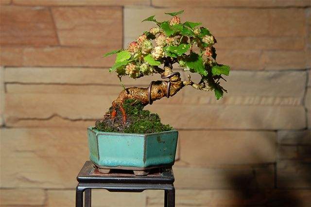 桑葚还能做盆景?姿态优美,简单好养!