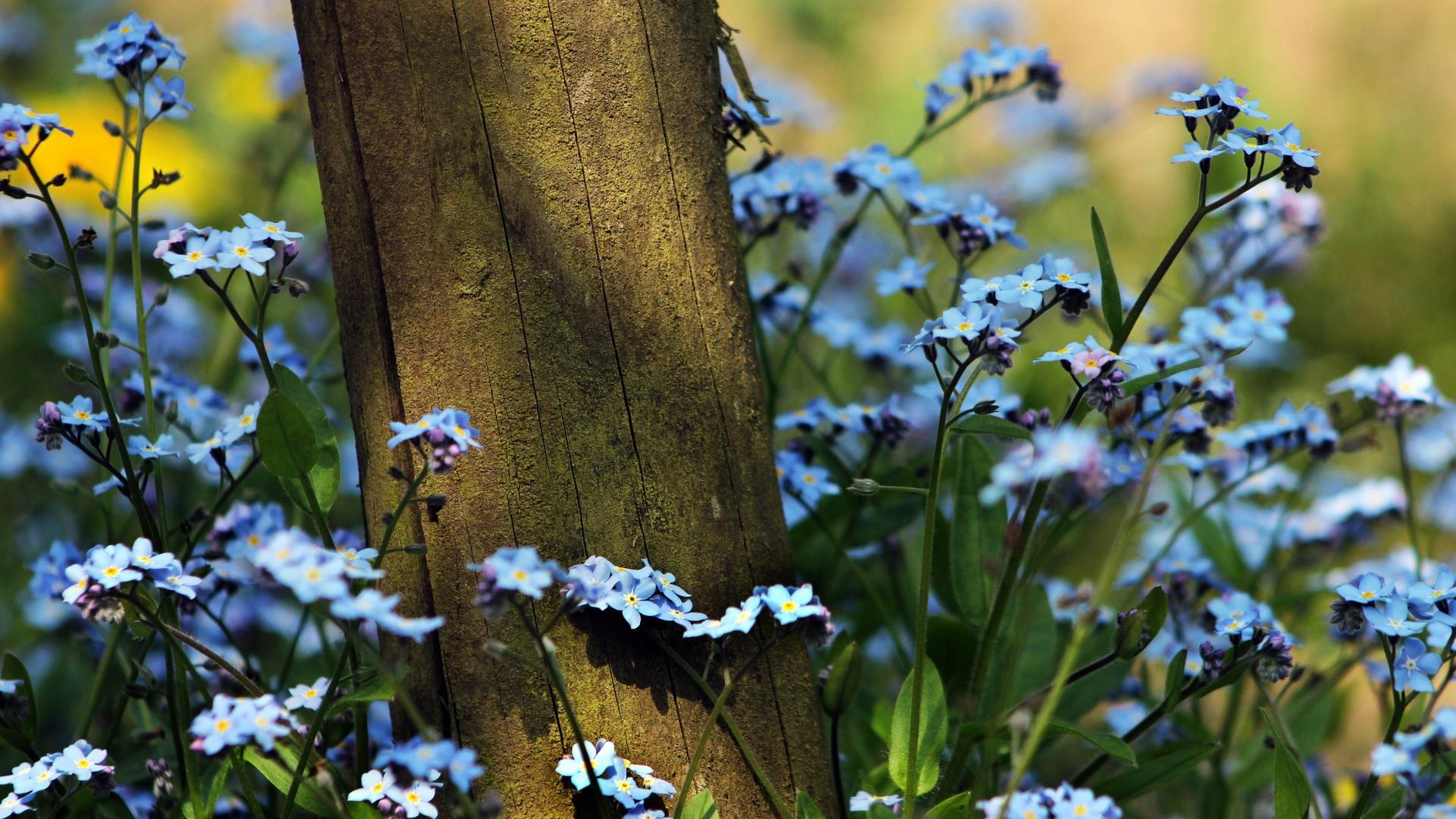 勿忘我植物怎么养最佳「图文」-骁龙网