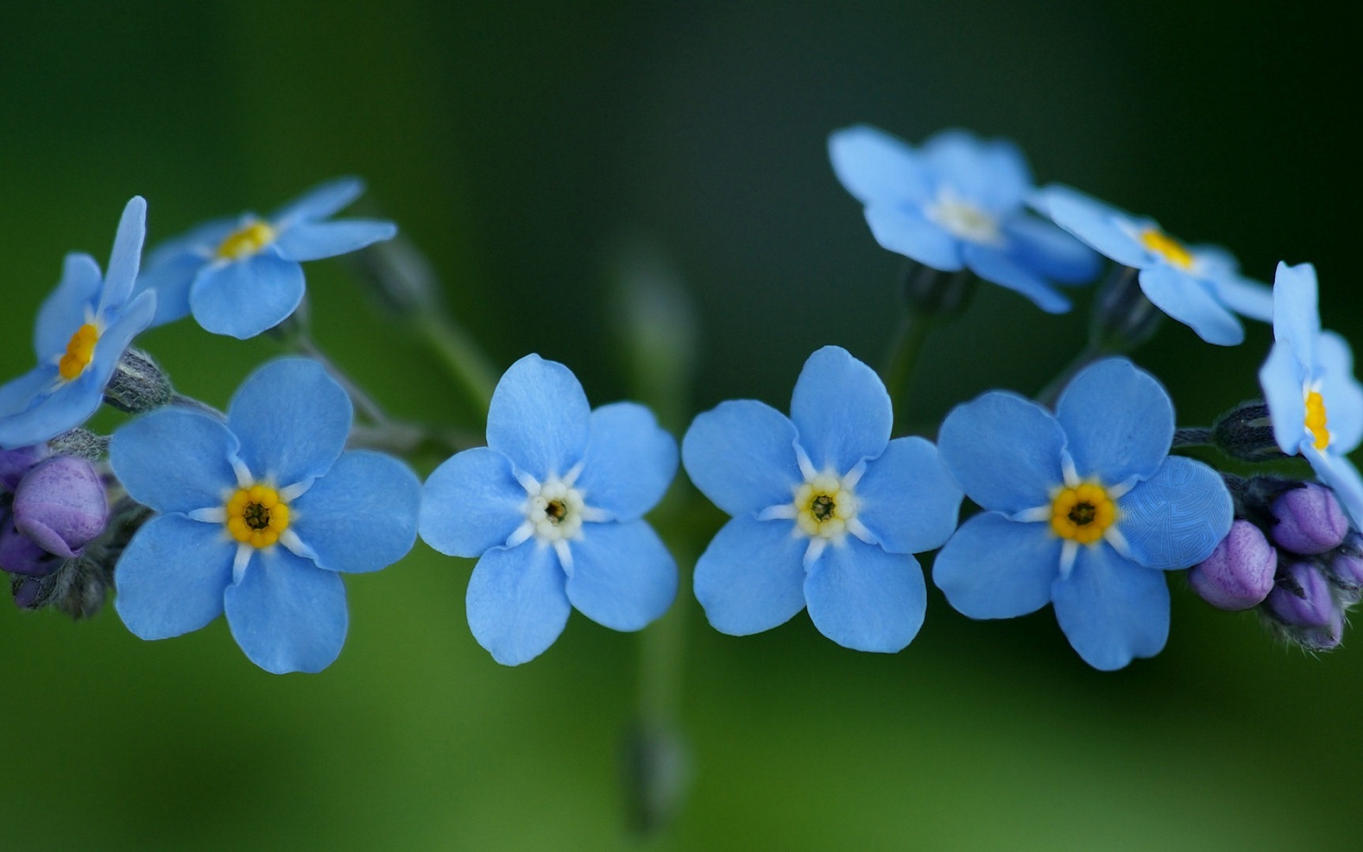 勿忘我花怎么养(勿忘我怎么养 放水养 还是不放水)