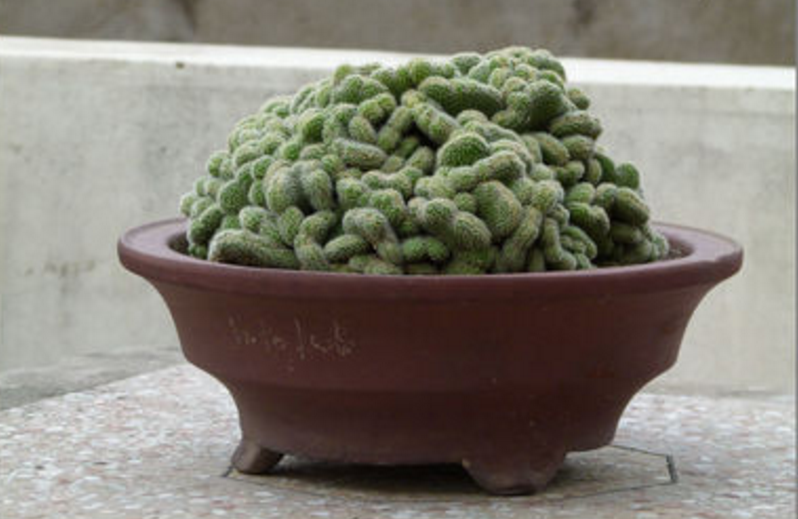 仙人掌白檀怎么养详细介绍科普