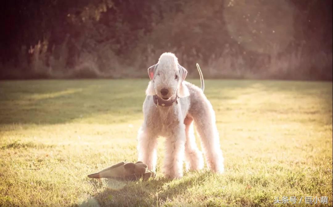 名犬鉴赏——贝灵顿梗，秒变异形的小绵羊