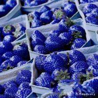 全球罕见的5种独特水果，蓝色西瓜？蓝色草莓？你吃过吗？
