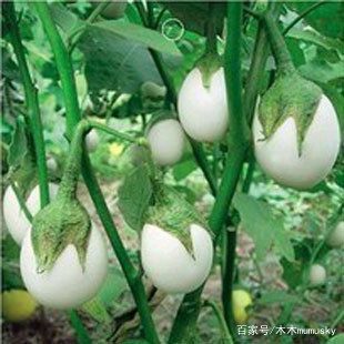 全球罕见的5种独特水果,蓝色西瓜?蓝色草莓?你吃过吗?