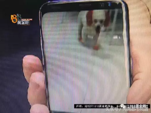 捡到一只贵宾犬,双方卡在三百五……狗主人:“我又没要她寄!”