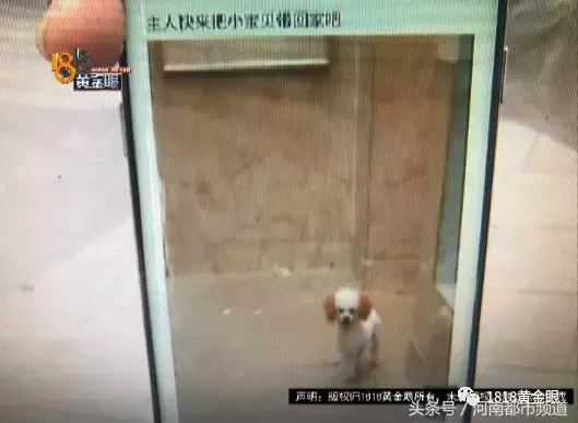 捡到一只贵宾犬,双方卡在三百五……狗主人:“我又没要她寄!”