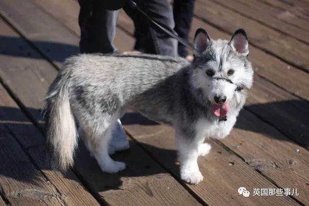 柯基吉娃娃 柯基荷兰毛狮犬 柯基澳洲牧羊犬 柯基博美 柯基你们感受一