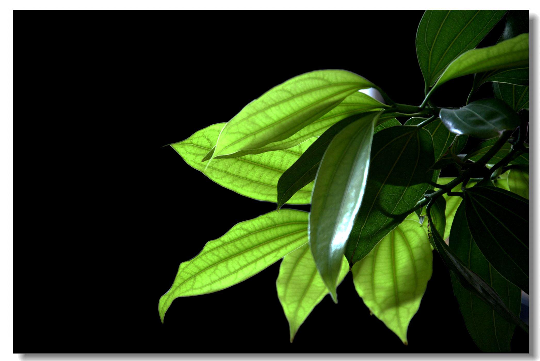 平安树寓意好,养护简单,家中常备盆景选择!