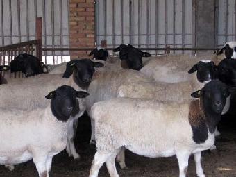 一个江湖养羊人探索养羊的养殖模式，你到底有什么优势