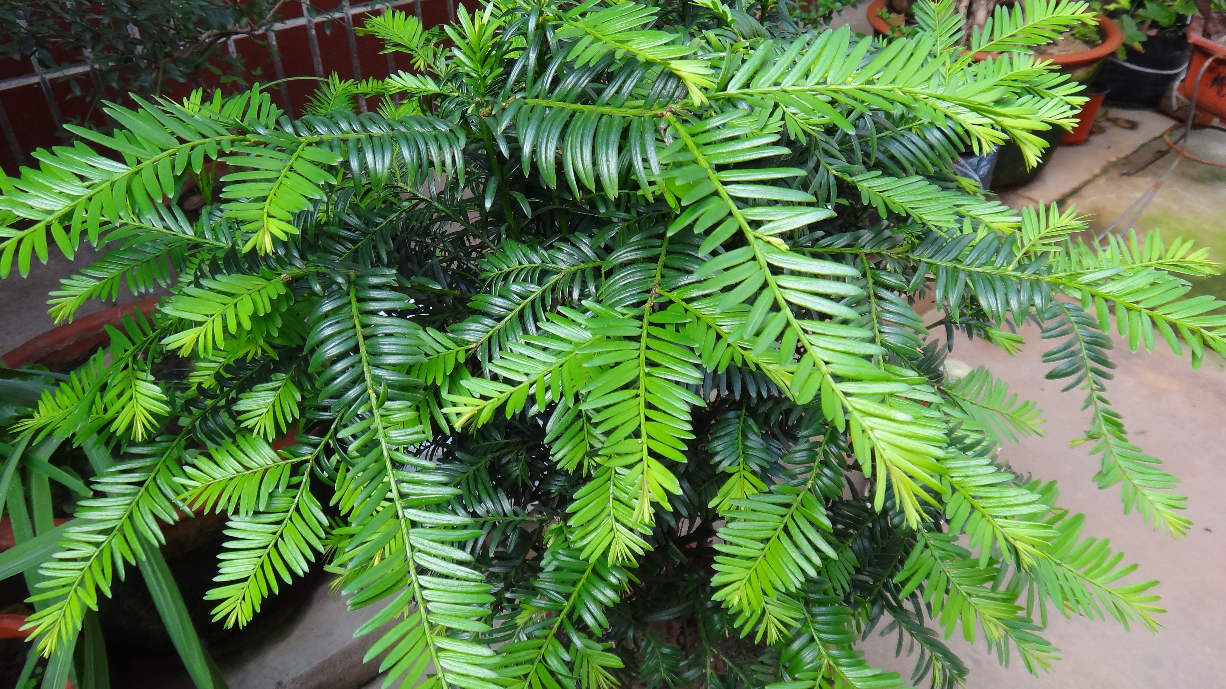 用途众多的红豆杉,怎么才能养好,培育方法有哪些?