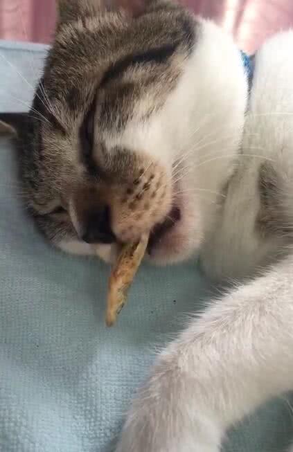 小鱼干被塞进猫嘴，猫咪做梦嚼鱼，画面好萌