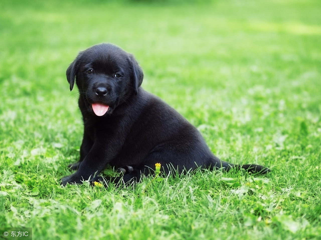 怀孕七个月梦见自己生了一只小黑狗是什么意思?