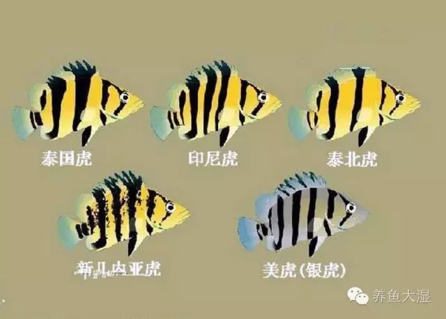 泰国虎鱼鱼苗价格（大湿解析丨虎鱼大全）