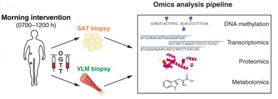 《科学》子刊：一宿不睡代谢崩溃！科学家发现，通宵之后身体竟然倾向合成脂肪、分解肌肉