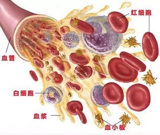 白细胞偏低的原因及应对方法