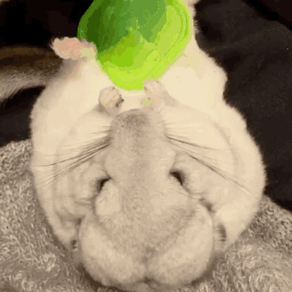 你是七类不适合养龙猫的人群吗？