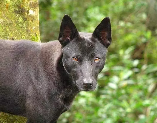 这种狗狗终于被正名了 田园犬不开心了 天天看点