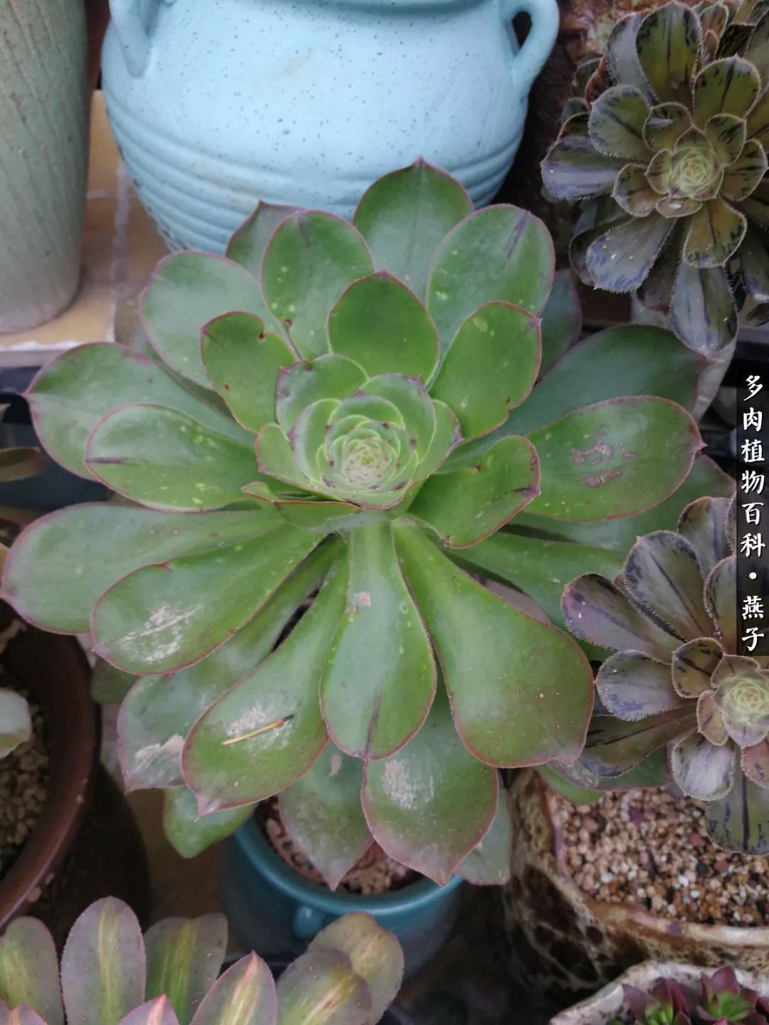 多肉法师全露养,只为把每个季节的美留在我心!