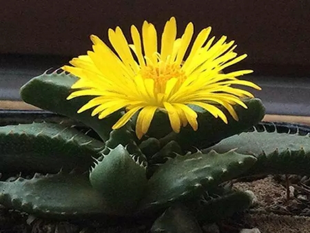 多肉植物四海波多肉植物四海波夏天怎么养