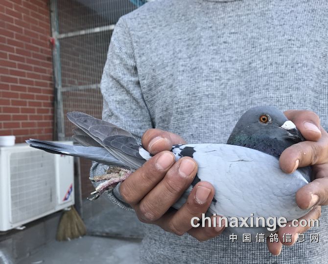 北京开创者第三关艰难归巢，诞生“神奇小鸟”