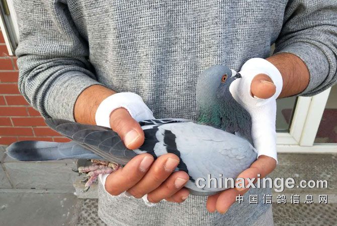 北京开创者第三关艰难归巢，诞生“神奇小鸟”