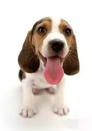 各种狗的身世和身价,快看看你家的小狗是不是狗中贵族?