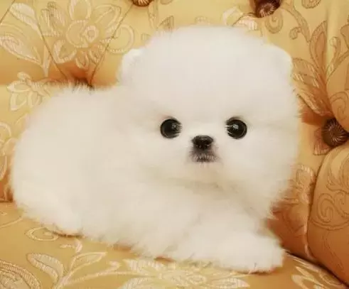 各种狗的身世和身价,快看看你家的小狗是不是狗中贵族?